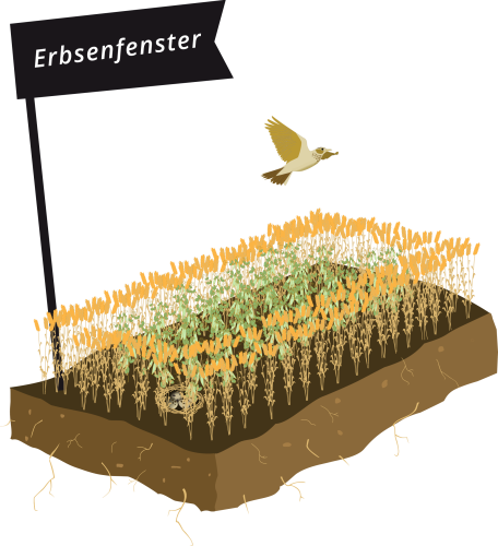 Erbsenfenster Erbsenfenster