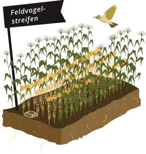 Feldvogelstreifen Feldvogelstreifen