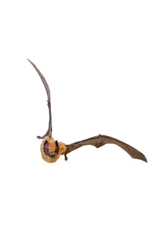 Großer Abendsegler (Nyctalus_noctula) Foto: MUSE commons-wikimedia.org CC-BY-SA-3.0