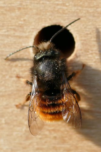 Männchen der Gehörnten Mauerbiene an Nisthilfe, Foto: Katrin Schneider