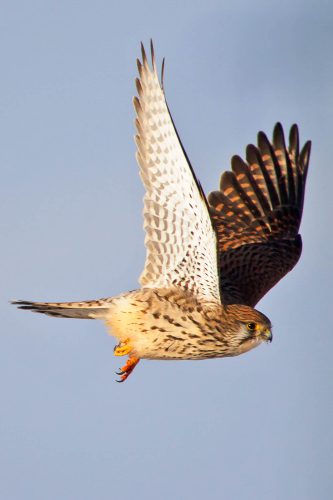 Turmfalke, Foto: Erich Greiner